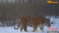 吉林省集中公布东北虎豹影像：它们正自由地生